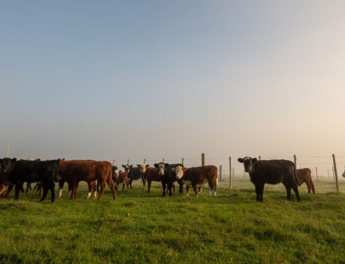 CCSI: MGAP – DGSSGG – DIA: Certificado Sanitario Internacional de Carne – destino Canadá